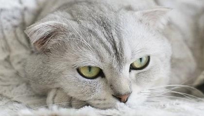 官方：哈里-威尔逊的精彩外脚背弹射当选英超12月最佳进球