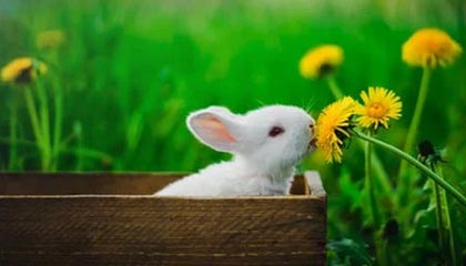 开云体育：在指尖点击之间点亮体育热情与智慧投购彩带